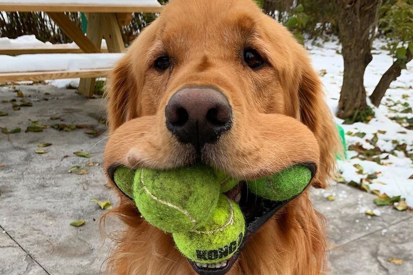 DailyMirror's tweet photo. Golden retriever named Finley breaks world record for most tennis balls in mouth
https://t.co/SBVCkD9K3v https://t.co/qy55o7kgyO