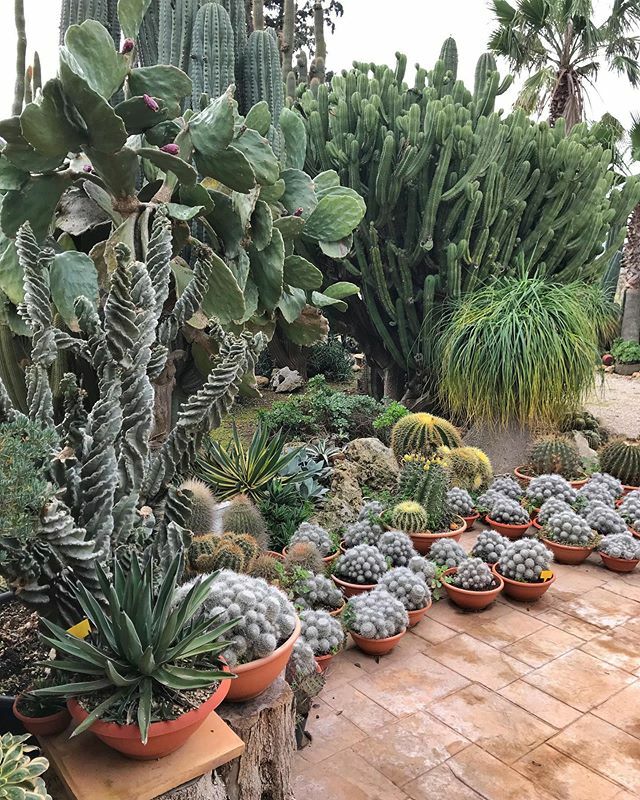 Scanyis's tweet photo. Wonderful places
#cactuscollector #cacticacti #cactusclub #cactus #cacti #succulentslover #succulents #succulentaddict #mallorca #verdsatile #cactusmagazine https://t.co/0SijCVHZag
