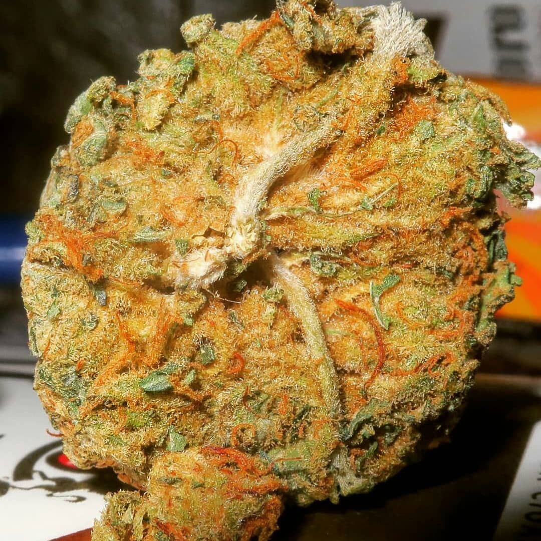 carl_bakes's tweet photo. https://t.co/cNNlOT6SQm //carlbales
☎(406) 318-5281
#GodzWeedz #StonerFam #TNBNaturalsSponsoredGrower #DontPanicItsOrganic #Smoke #PeaceLoveAndHippieBeadz #Stoner #Pothead #Dank #LegalizeIt #MedicalCannabis #Weed #Memes #Rasta #fUCkPaiN #FreeYourMind #OneLove #pEaCe #Hippie ⛽🌿 https://t.co/vyx7965tbf