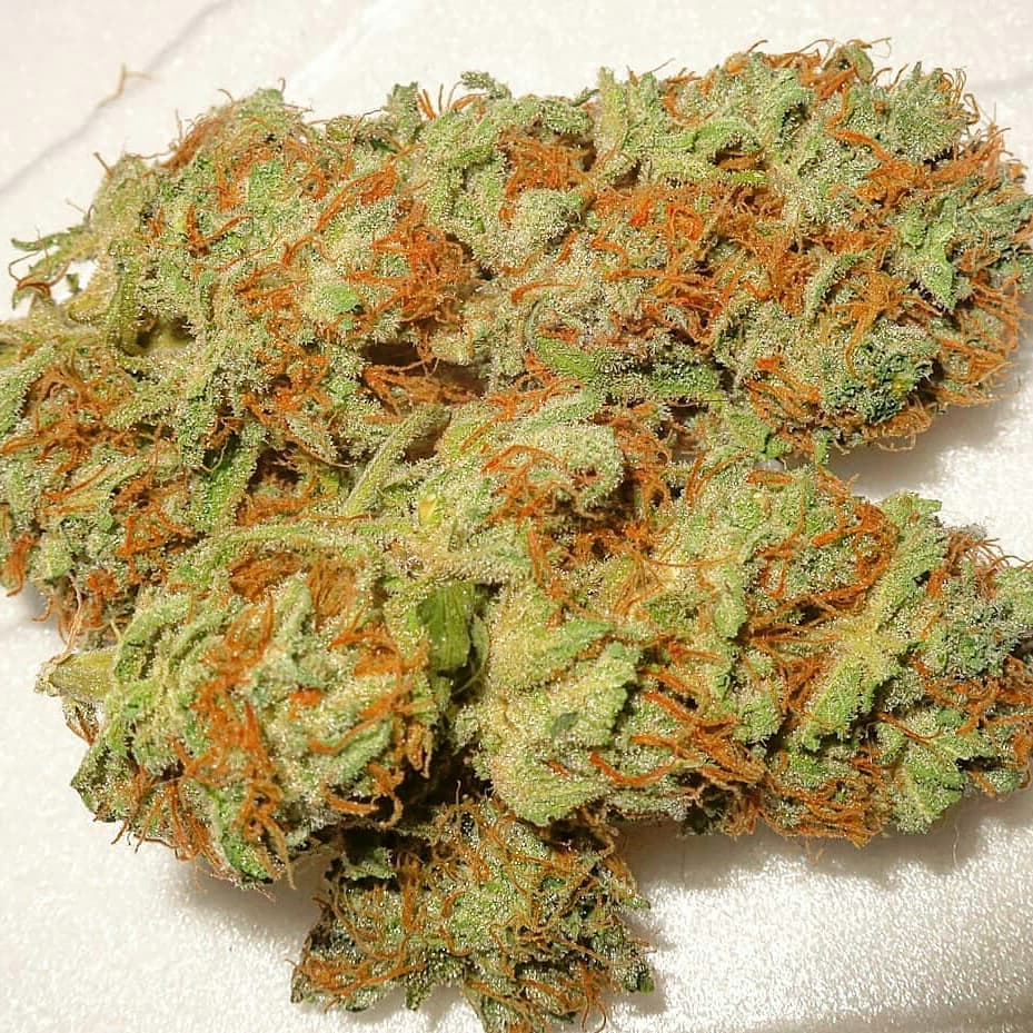carl_bakes's tweet photo. https://t.co/cNNlOT6SQm //carlbales
☎(406) 318-5281
#GodzWeedz #StonerFam #TNBNaturalsSponsoredGrower #DontPanicItsOrganic #Smoke #PeaceLoveAndHippieBeadz #Stoner #Pothead #Dank #LegalizeIt #MedicalCannabis #Weed #Memes #Rasta #fUCkPaiN #FreeYourMind #OneLove #pEaCe #Hippie ⛽🌿 https://t.co/vyx7965tbf
