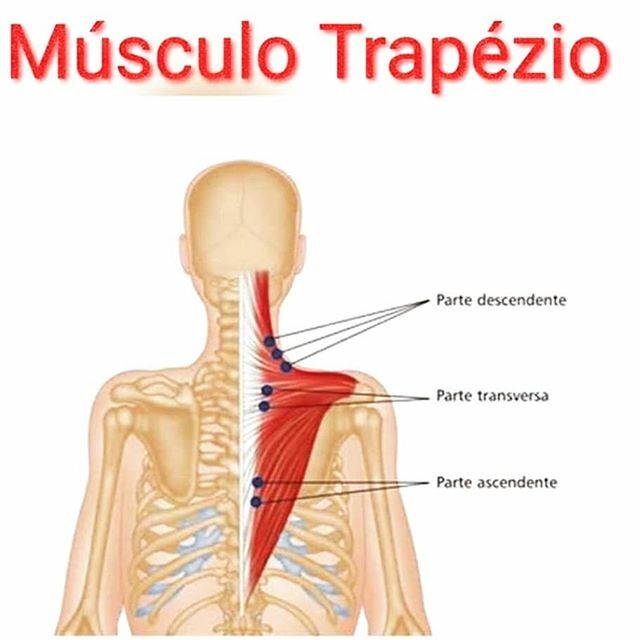 posturalbcn's tweet photo. El músculo trapecio es un músculo grande y plano ubicado en la parte posterior del cuerpo. Cuando existen contracturas o puntos gatillo se produce el dolor en el músculo trapecio.

#saludybienestar #cuerposano #cuerpoymente #posturalbiodinamica  #bienest… https://t.co/MboSU5rUwk https://t.co/DDaOVv7eBX