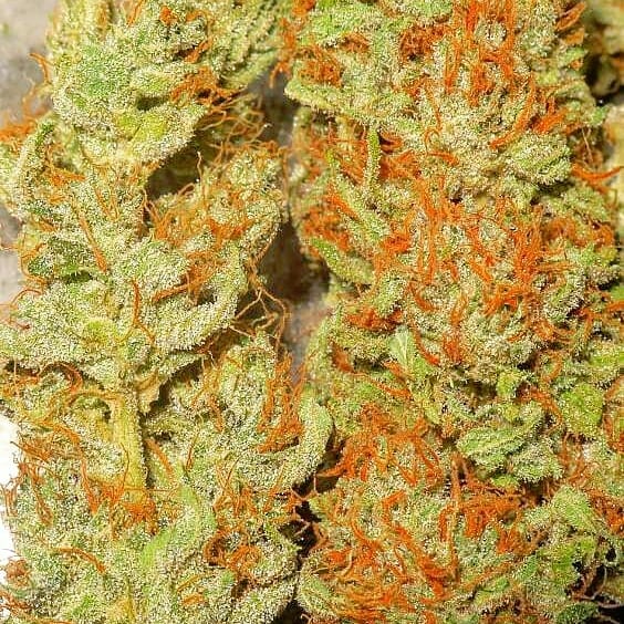 carl_bakes's tweet photo. https://t.co/cNNlOT6SQm //carlbales
☎(406) 318-5281
#GodzWeedz #StonerFam #TNBNaturalsSponsoredGrower #DontPanicItsOrganic #Smoke #PeaceLoveAndHippieBeadz #Stoner #Pothead #Dank #LegalizeIt #MedicalCannabis #Weed #Memes #Rasta #fUCkPaiN #FreeYourMind #OneLove #pEaCe #Hippie ⛽🌿 https://t.co/vyx7965tbf
