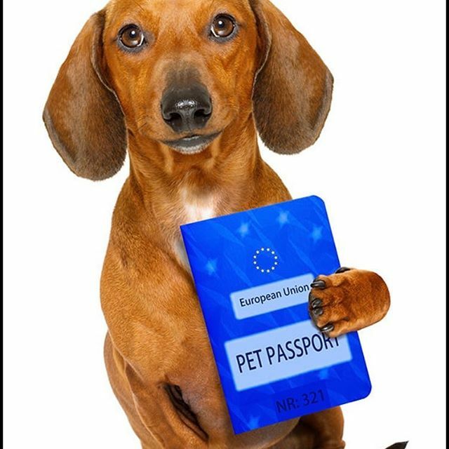 vets4pets passport