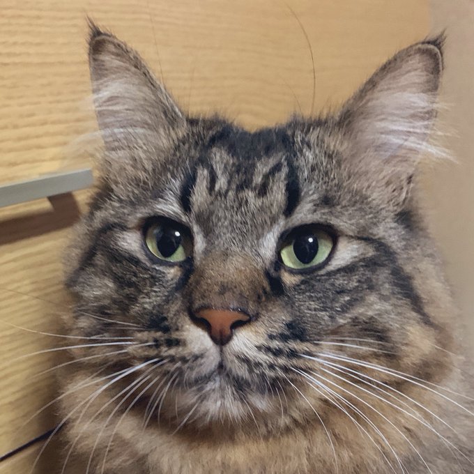 猫のダニ取り方 酢で取れるってホント その効果とは Pickup トレンドnews Info