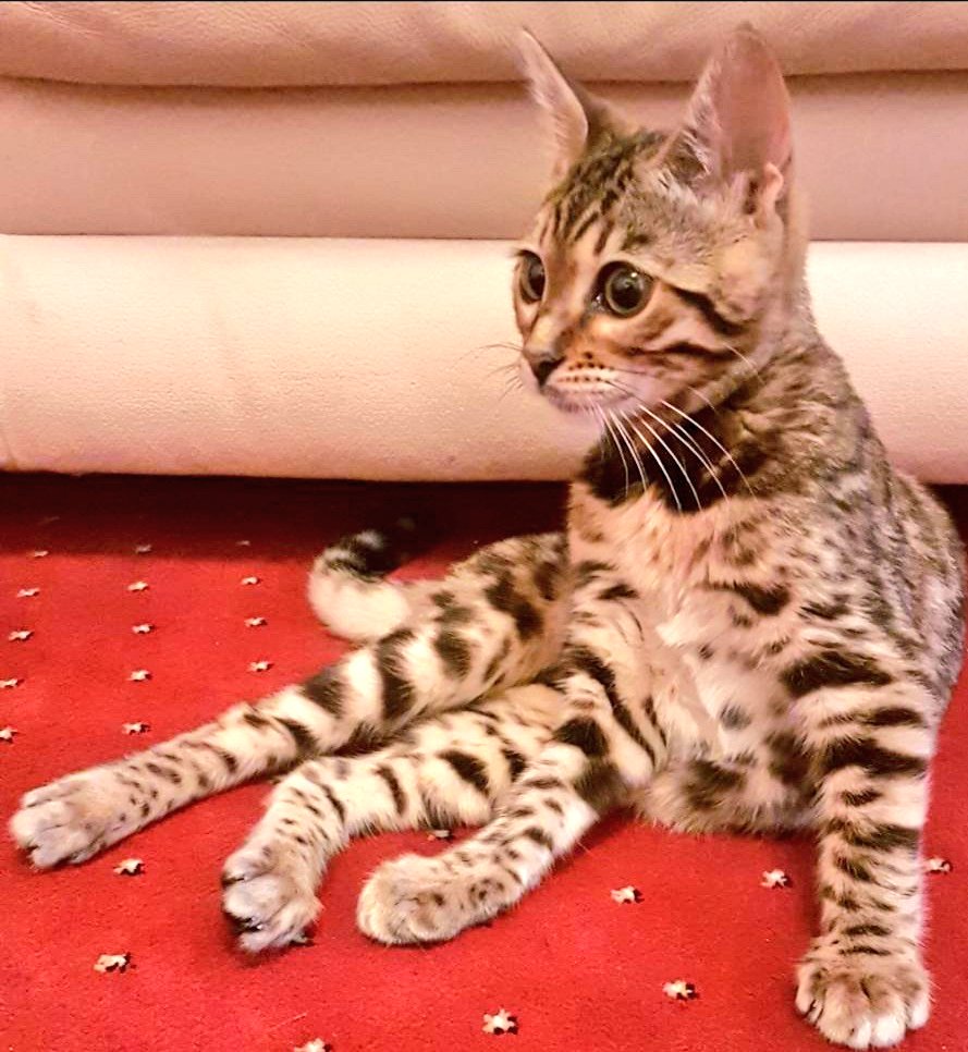 roseanna_swift's tweet photo. #Findbabyboo @RealCheshireSet @reallorraine #FridayThoughts #Manchester #salford #Liverpool #London #GMTV @Lorrain90964806 #cats Brown leopard skin Bengal #STOLEN #sold 42 agonising days ago @DailyMailUK @EstherMcVey1 #legislation @DefraGovUK please help ☎️07495597062💷📸📲 https://t.co/pFV90JbNpM