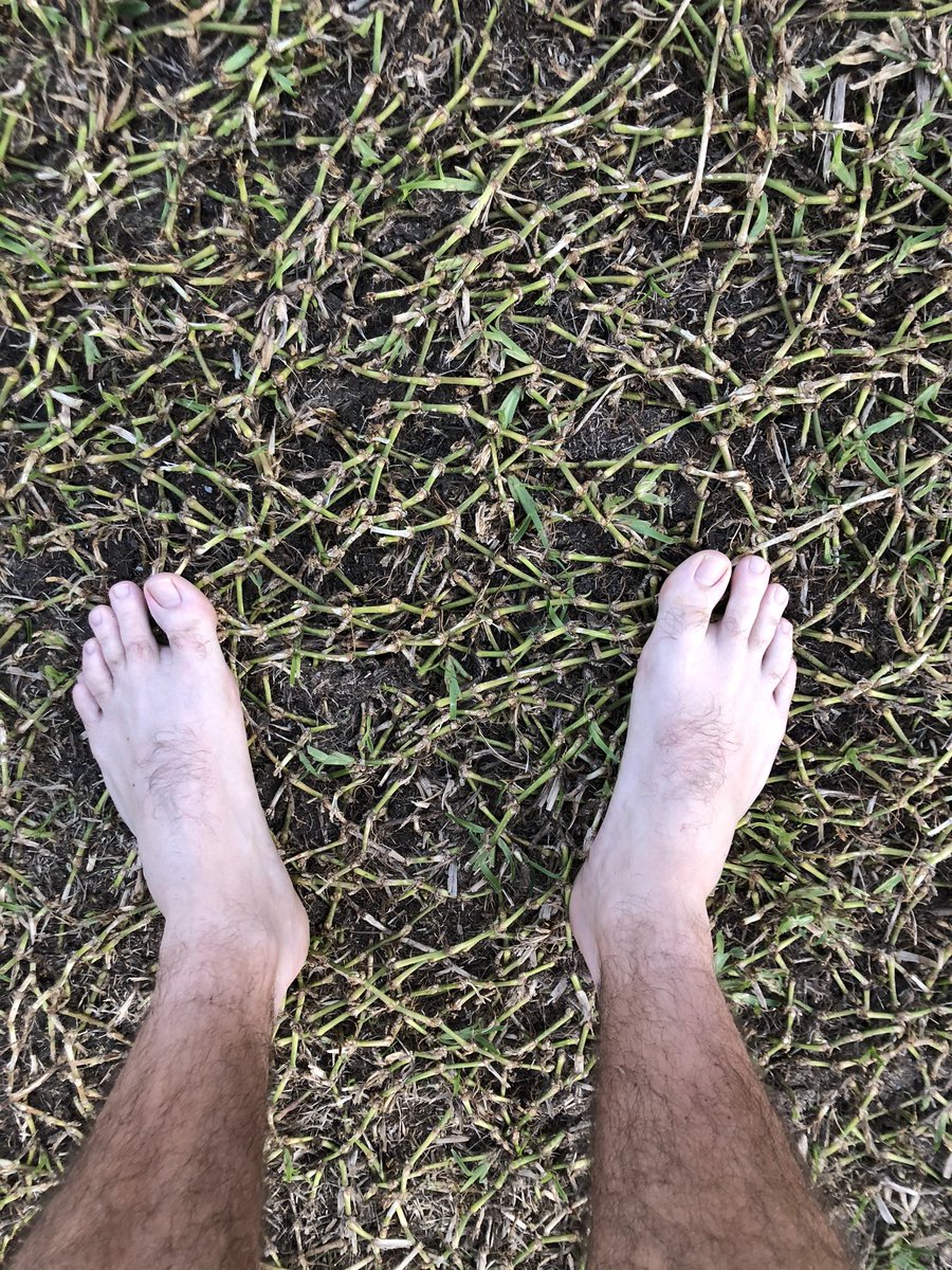 donslawns1's tweet photo. Stolon Jungle! After scalping the St. Augustine a couple times for the project, it’s STILL holding on! @AllynPaul
#stolons #lawns #lawncare #staugustinegrass #bermudagrass #bromuda #lawncarenut #corpuschristi #texas #youtube #youtuber #youtubecreator #youtubechannel #donslawns https://t.co/65OJVgVwiY