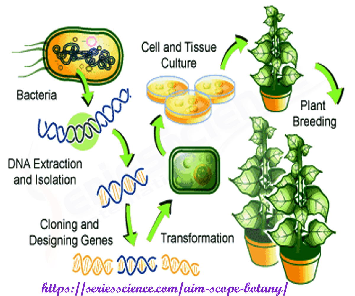seriesbotany's tweet photo. #Genetically modified is a #technology that involves inserting #DNA into the #genome of an organism. To #Produce a GM #plant , new DNA is transferred into plant cells. #GMO #organic #health #seed #Genetics #Engineers #JSBES #seriesscience
For more info: https://t.co/CiBMKRVeJv https://t.co/ssUmBXDhZE