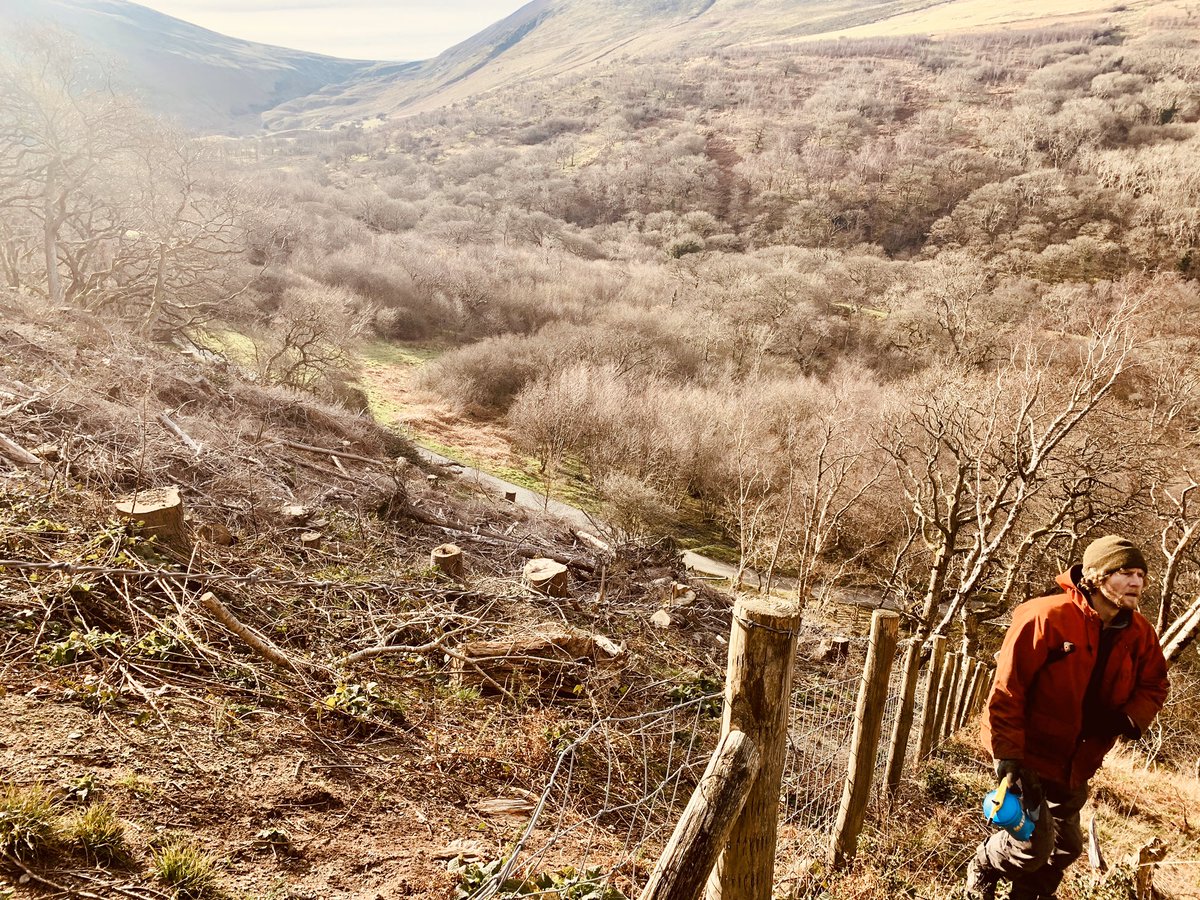 Getting rid of Conifer re-gen at Aberfalls. Delightful day.
