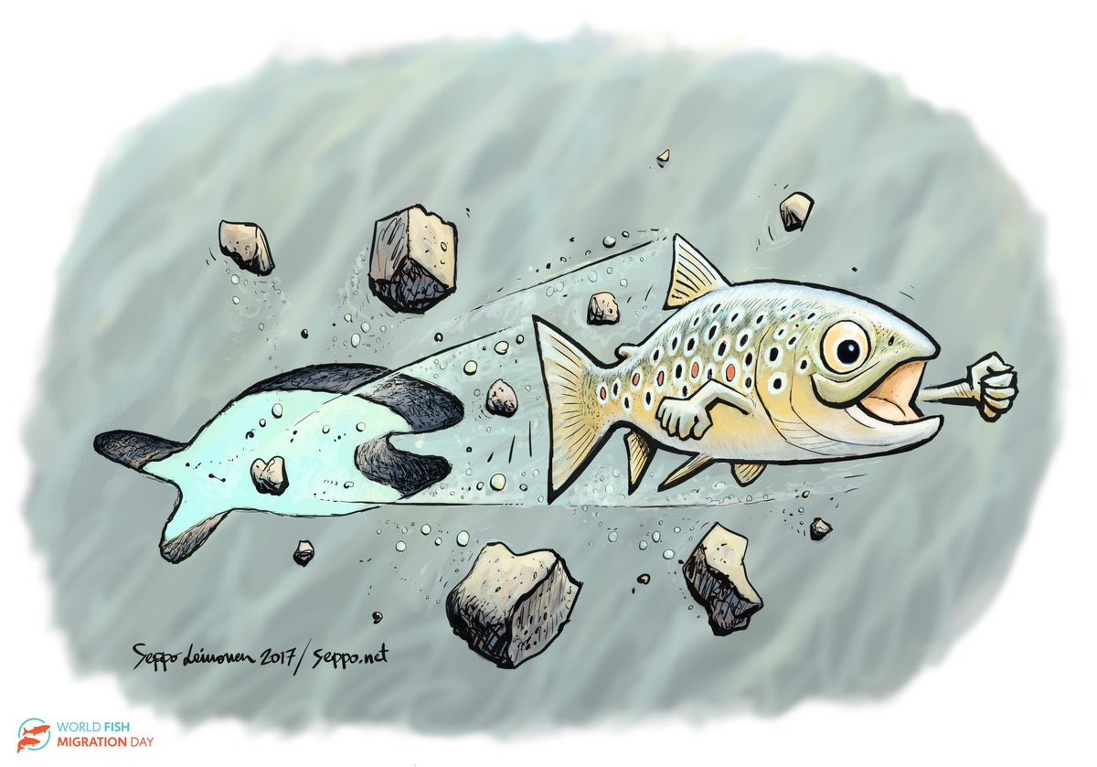 WetlandsNbS's tweet photo. Humans consume 19kg of #fish 🐟🐠 each year on average. Most commercial fish depend on #CoastalWetlands for part of their life cycle.
Diversion of wetland water through dams & dikes affects fish stocks & survival of endangered #species
#SaveRivers & #StopDams
#WorldWetlandsDay https://t.co/jJBTcsOzDQ