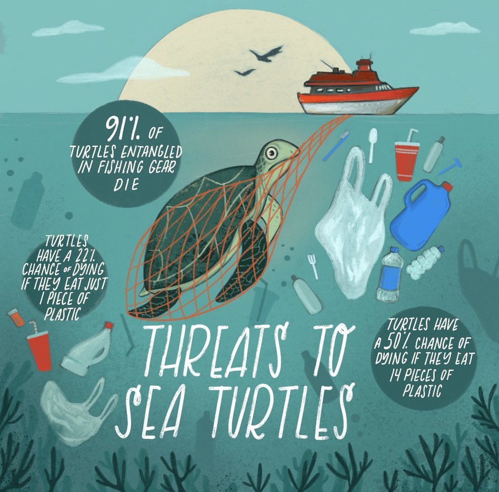 An infographic with a blue-green background showing a sea turtle caught in a fishing net. The turtle is surrounded by plastic bags, bottles, and other garbage. Three text bubbles read: 1) "91% of turtles entangled in fishing gear die," 2) "Turtles have a 22% chance of dying if they eat just 1 piece of plastic," 3) "Turtles have a 50% chance of dying if they eat 14 pieces of plastic."