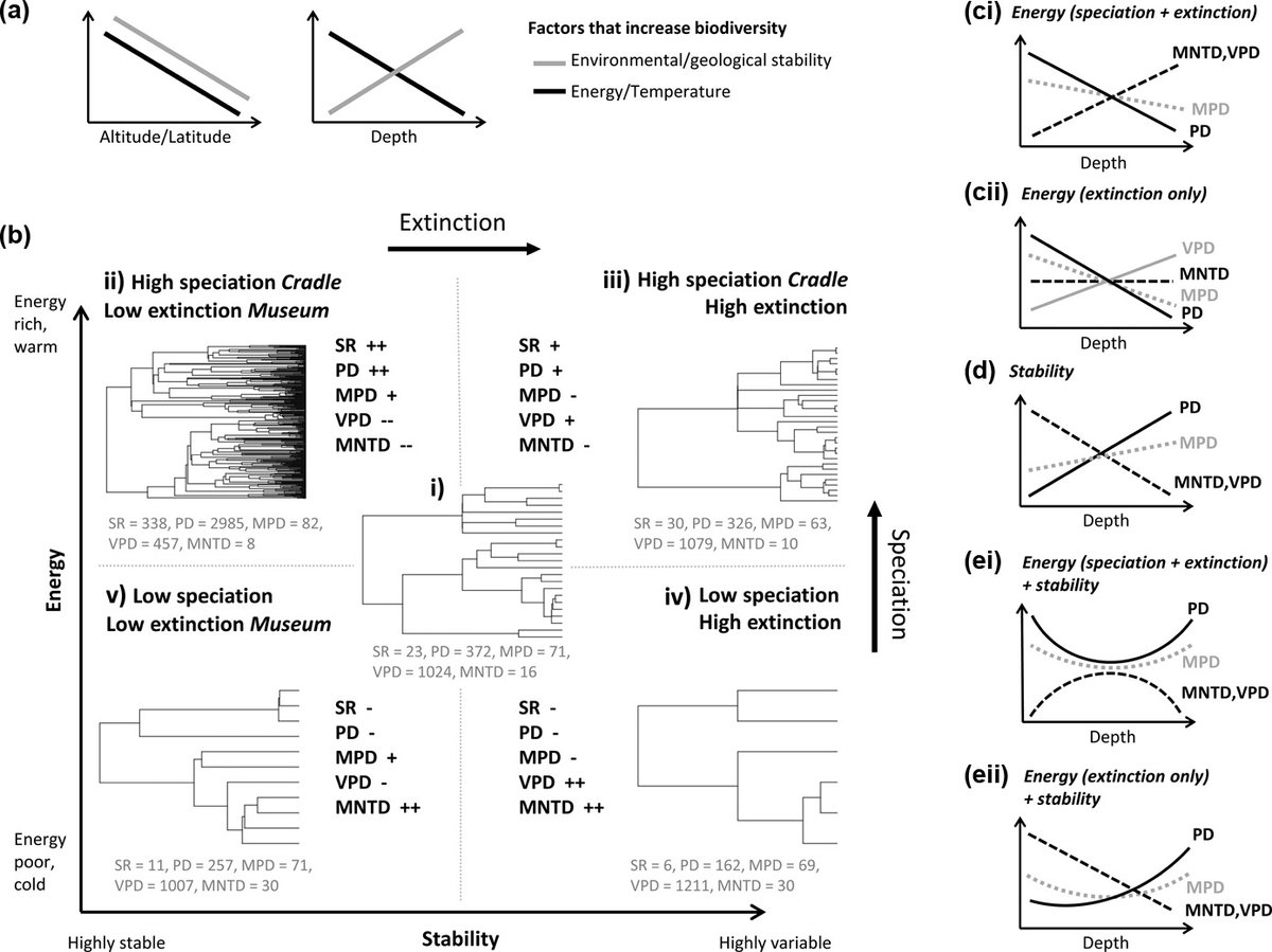 EcographyJourna's tweet photo. Phylogenetic measures reveal eco‐evolutionary drivers of biodiversity along a depth gradient https://t.co/llWVtdVj6G
#phylogeny #marine #fish #deepsea #NewZealand @NordicOikos https://t.co/z8sjGJBB11