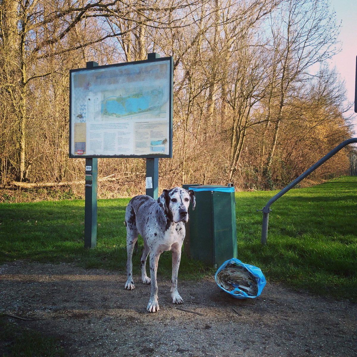 zwanemanss's tweet photo. Cleanup Vlietlanden. 3 tassen zwerfvuil nu wel de prullenbakken in.
#vlietlanden #voorschoten
#leiden #grijstijger #greatdanesofig #duitsedog #bierblikken #redbull #haribo #zwerfvuil #zwerfie #deensedog #ecodog #ipickeditup #plasticpollution #plasticsoup #plasticsoep #cleanup https://t.co/Bkxo3N19QD
