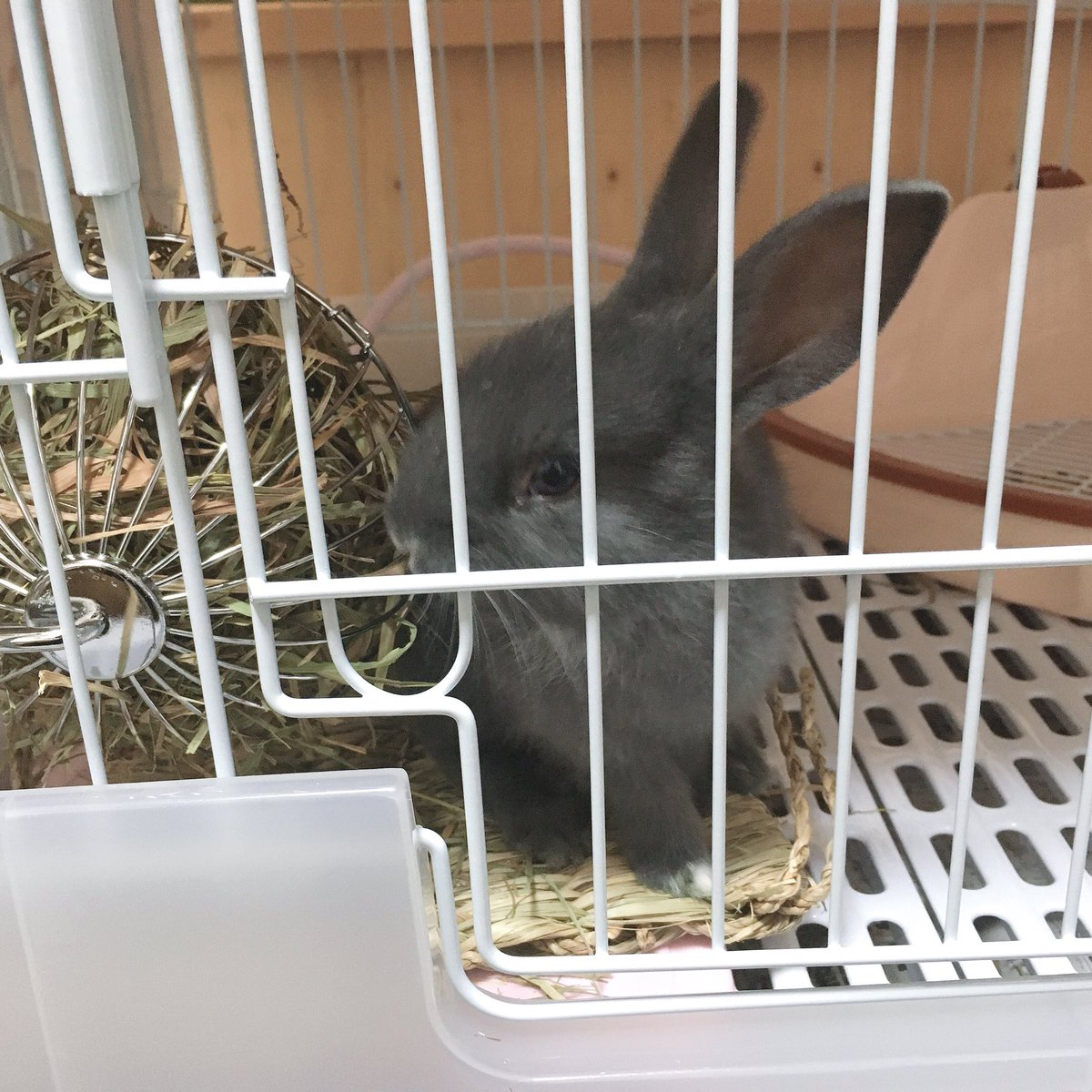 aoiUouoU's tweet photo. うー太郎🐰
2019/12/30
#うさぎのいる生活
#うさすたぐらむ
#うさぎと暮らす
#うさぎ
#ミニうさぎ
#うさぎ好きさんと繋がりたい
#rabbit
#grayrabbit https://t.co/lT8AAHzwCa