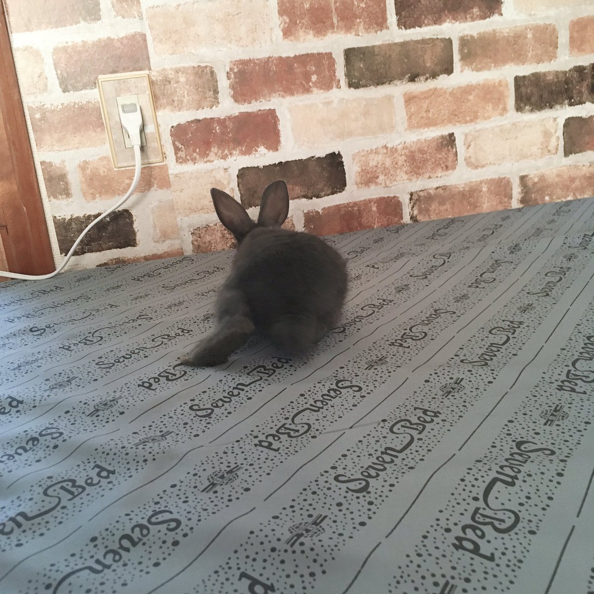 aoiUouoU's tweet photo. うー太郎🐰
2019/12/30
#うさぎのいる生活
#うさすたぐらむ
#うさぎと暮らす
#うさぎ
#ミニうさぎ
#うさぎ好きさんと繋がりたい
#rabbit
#grayrabbit https://t.co/lT8AAHzwCa