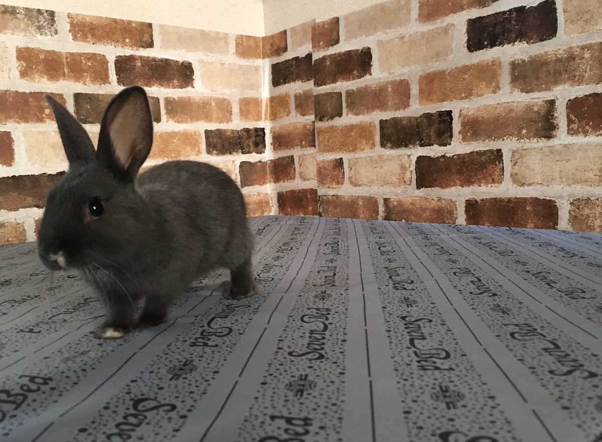 aoiUouoU's tweet photo. うー太郎🐰
2019/12/30
#うさぎのいる生活
#うさすたぐらむ
#うさぎと暮らす
#うさぎ
#ミニうさぎ
#うさぎ好きさんと繋がりたい
#rabbit
#grayrabbit https://t.co/lT8AAHzwCa