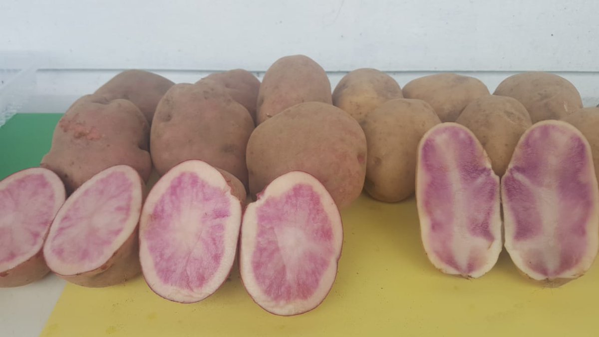 LudielaArauz's tweet photo. Estación Experimental del @IDIAP_PA en Cerro Punta evalúa clones de papa ricas en  antioxidantes recomendados para combatir actividad cancerígena en humanos. Semilla proviene del Centro Internacional de la Papa en Perú . Foto K.S.  @TReporta
@ecotvpanama https://t.co/pidvPWmiab