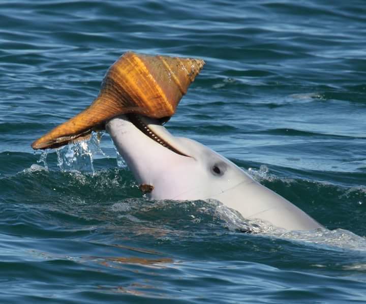 againstcruelty5's tweet photo. Hello Dolphins Friends ~💙~🐬

“Be nice to the environment. Be nice to animals. Be nice to people. If you do that, you will leave a mark on the world.” ― Enock Maregesi

It's now about 8pm in Japan and for the next 3 hours its a great time to tweet @dolphinangels https://t.co/ggz6h6tVv1