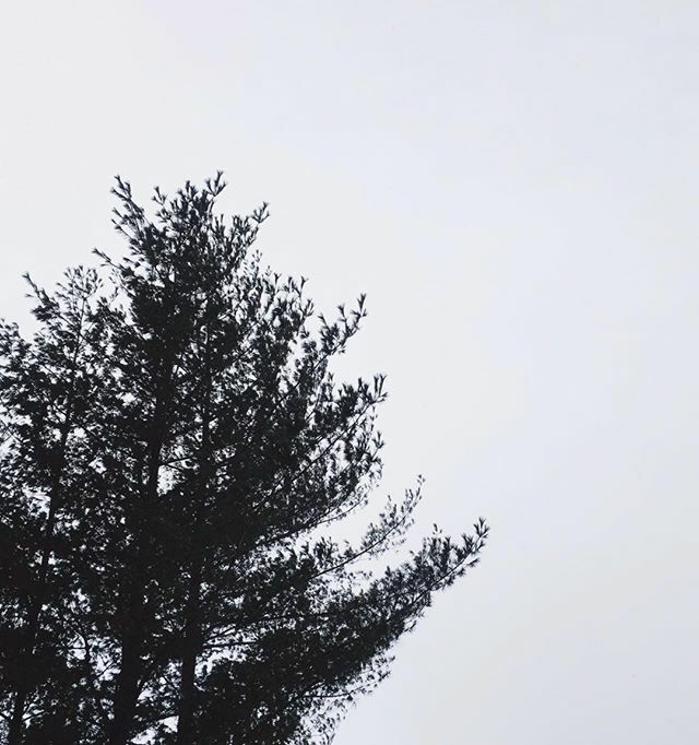 _kristinb's tweet photo. 🌲 https://t.co/vnA1xV76os https://t.co/fsqJy0ZJS2