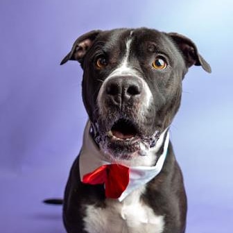 KarenSConniff's tweet image. #Armad #CLE #OH #ADOPT #FOSTER Armad charms you with his goofy expressions. He enjoys attention with pets &amp;amp; treats. He's a strong boy who can still walk nicely on leash! He likes to survey and explore his surroundings. He's treat motivated.
 Email citydogs@city.cleveland.oh.us