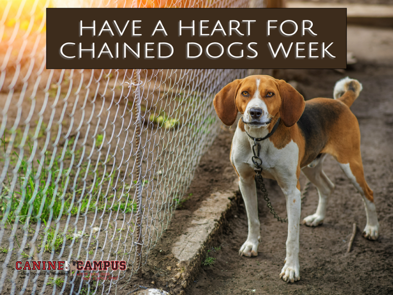 CanineCampusCO's tweet photo. February 7 - 14 is Have a Heart for Chained Dogs Week. This year more than 15,000 Valentines will be sent to homes with continuously chained dogs. ❤ #HaveAHeartForChainedDogsWeek https://t.co/3ksNXU9Tfc