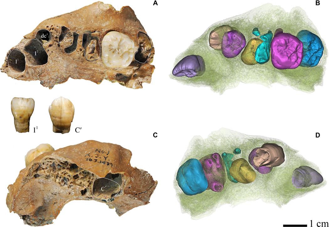SJCott's tweet photo. I'm back again! With more bones! The maxilla of this Xujiayao 1 fossil, an archaic Homo juvenile, was exhibiting characteristic prolonged dental development comparable to a similarly-aged modern human child! #FossilFriday https://t.co/J0w6p5CK3y https://t.co/2eC8XoEg0l