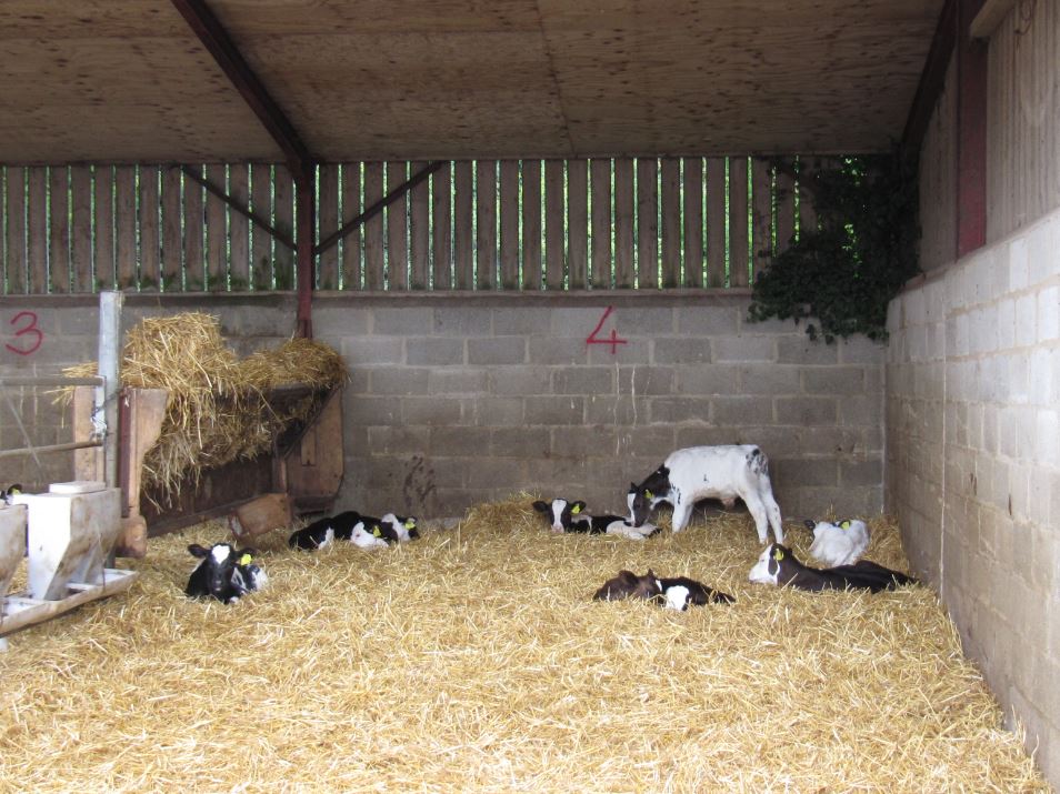 AHDB_BeefLamb's tweet image. Spring calving? Tools are available to help you record breeding information more accurately, making it easier to record the known sire when registering calves online. Find out more: ow.ly/foOC50ygj8j  #shoutaboutthesire #calving20 #calving2020