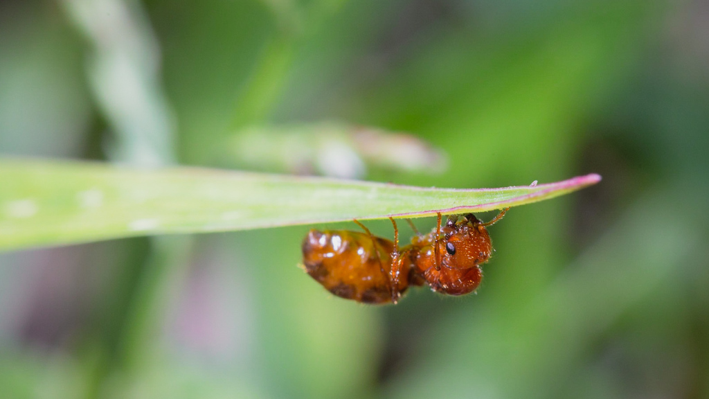 ants853's tweet photo. Tropical Fire Ants, help is on the way! https://t.co/7gzAFv7dJE https://t.co/UssGDCWw20