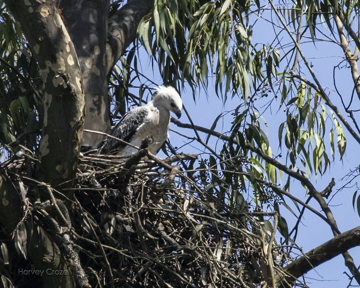 karurafriends's tweet photo. #KaruraForest #CrownedEagle chick looks ready to fledge, even if still in white juvenile plumage! Top predators successfully breeding = great tribute to successful #ParticipatoryForestManagement between #KaruraFriends and #KEForestService. https://t.co/px6mtyBNeo