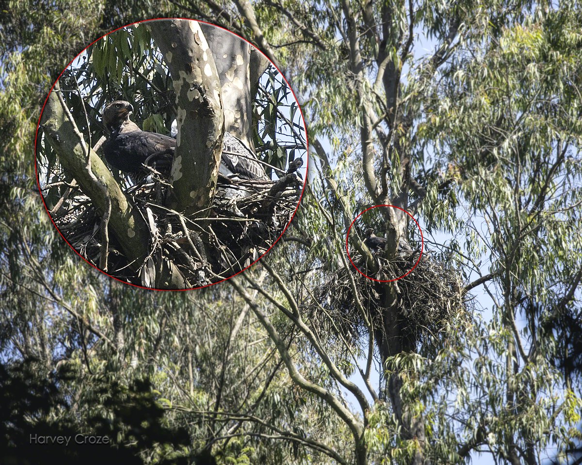 karurafriends's tweet photo. #KaruraForest #CrownedEagle chick looks ready to fledge, even if still in white juvenile plumage! Top predators successfully breeding = great tribute to successful #ParticipatoryForestManagement between #KaruraFriends and #KEForestService. https://t.co/px6mtyBNeo