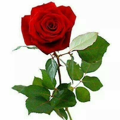 Bhattea_susma's tweet image. क्षितिज पारीको त्यो सुन्दर सहर, सुटुक्क मायालुलाई रातो गुलाफ🌹पठाउने रहर ! तर सुगन्धले सहरभरि हल्ला फैलाउने डर ! 😌 त्यसैले, चुपचाप बस्न लाग्यो कर !😀😀 #RoseDay #7thfeb #ValentinesDayweek