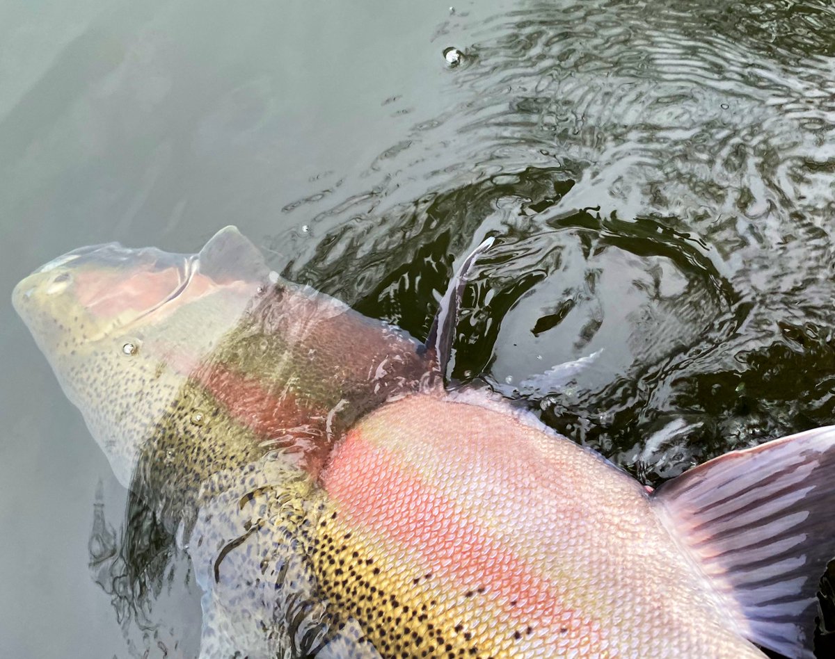 rondohm's tweet photo. Sending another one back to be caught another day #catchandrelease #steelhead #sportfishmichigan #northernmichigan #traversecity https://t.co/NESWVVT96W