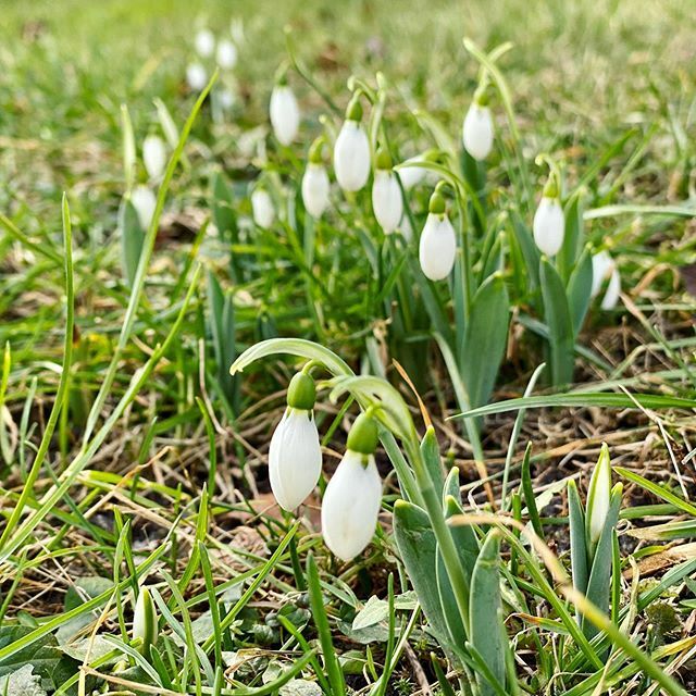 Vår? 🌷 .
.
.
.
.
#spring #vår #vitsippa #trädgårdsinspiration #gödsel #kolonilott #odla #odling #plants #gardening #fleur #giardino #jardim #blomster #gardendesign #hage #flowerstagram #garden #gardens #trädgård #flowers #flores #gardenlife #instagarden #mygarden #flower #na…