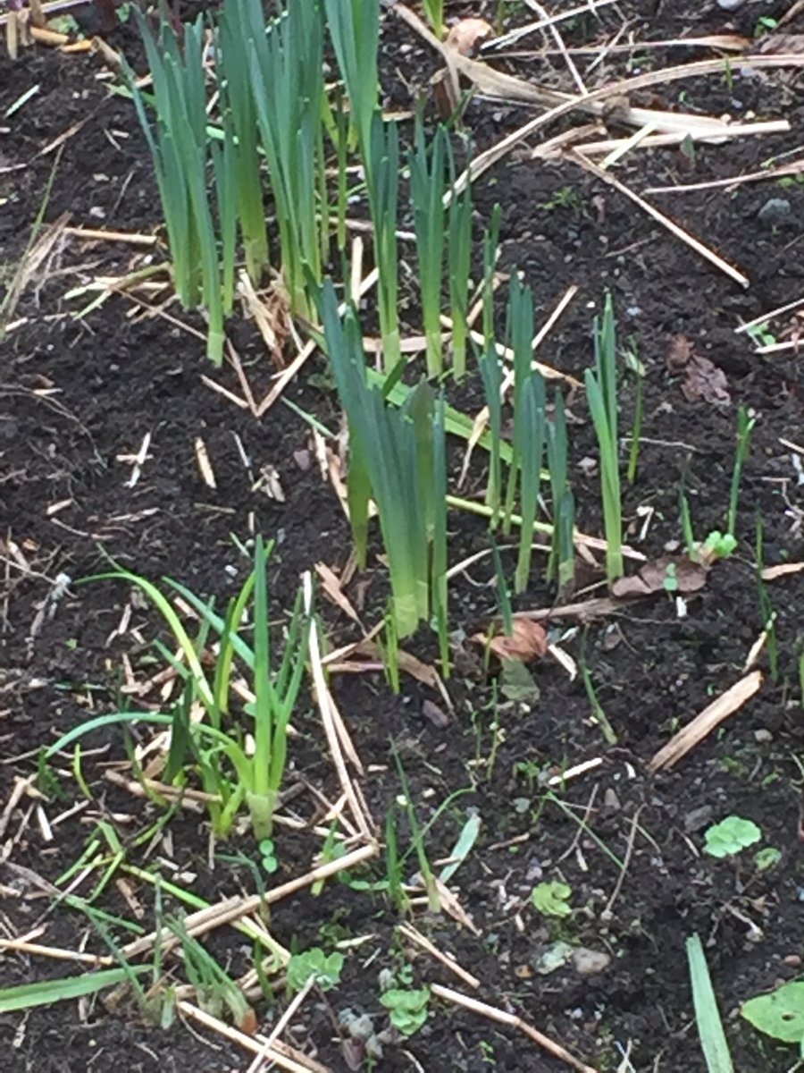 swansoam's tweet photo. Fortune and glory have eluded me again today so Iโm doing a spot of weeding instead. Sโokay. #finewiththat https://t.co/Pu083WM8rL