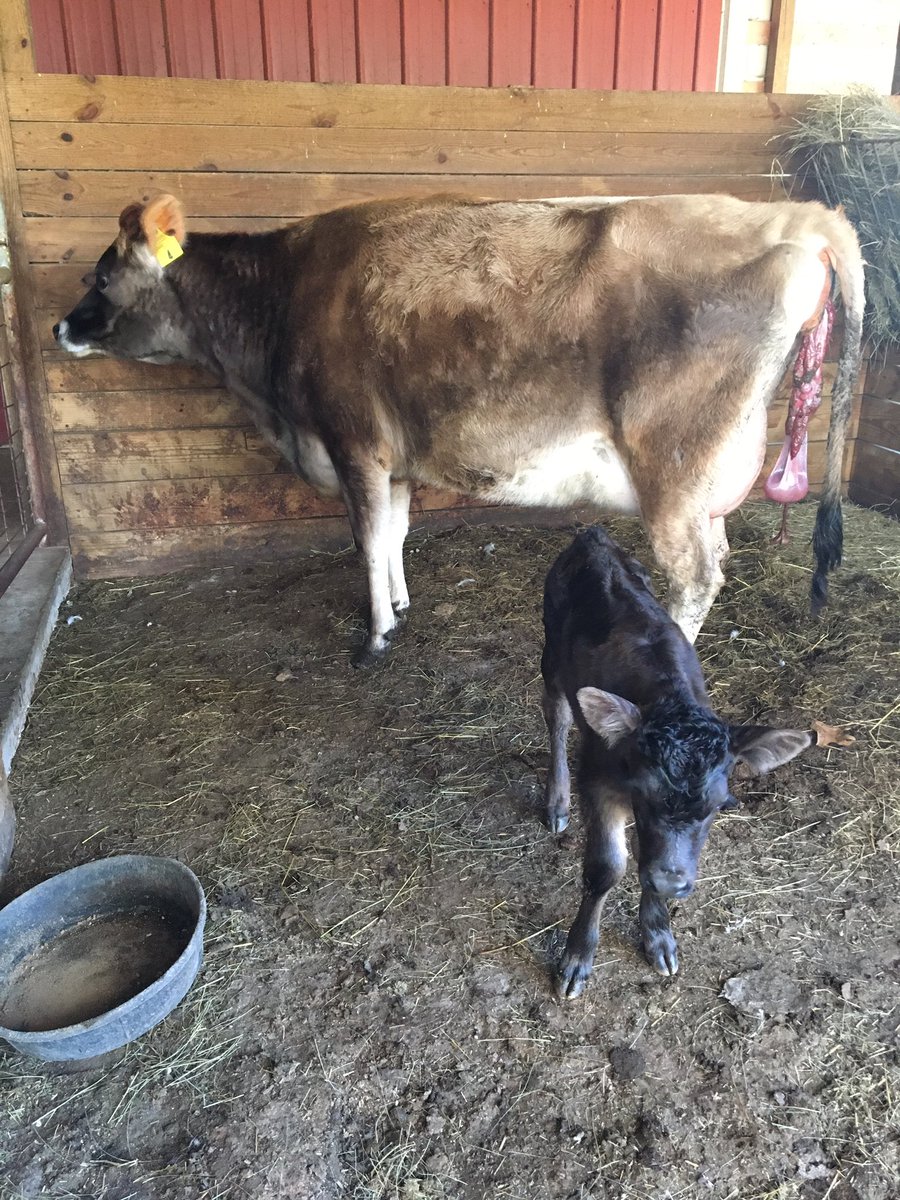 DavidMOvercash's tweet photo. Look what the storm blew in.  @southrowanFFA newest addition. https://t.co/W9hHL9xLeW