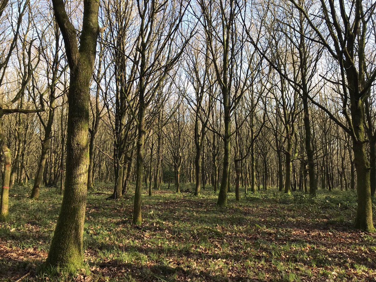 _timwiddowson's tweet photo. Stunning wander out to @BeauvalePriory for (outdoorโ๏ธ!) coffee and cake, back to #Hucknall via an exploration of Newthorpe Woods. #BeatsWork ๐ https://t.co/245j08kzL1