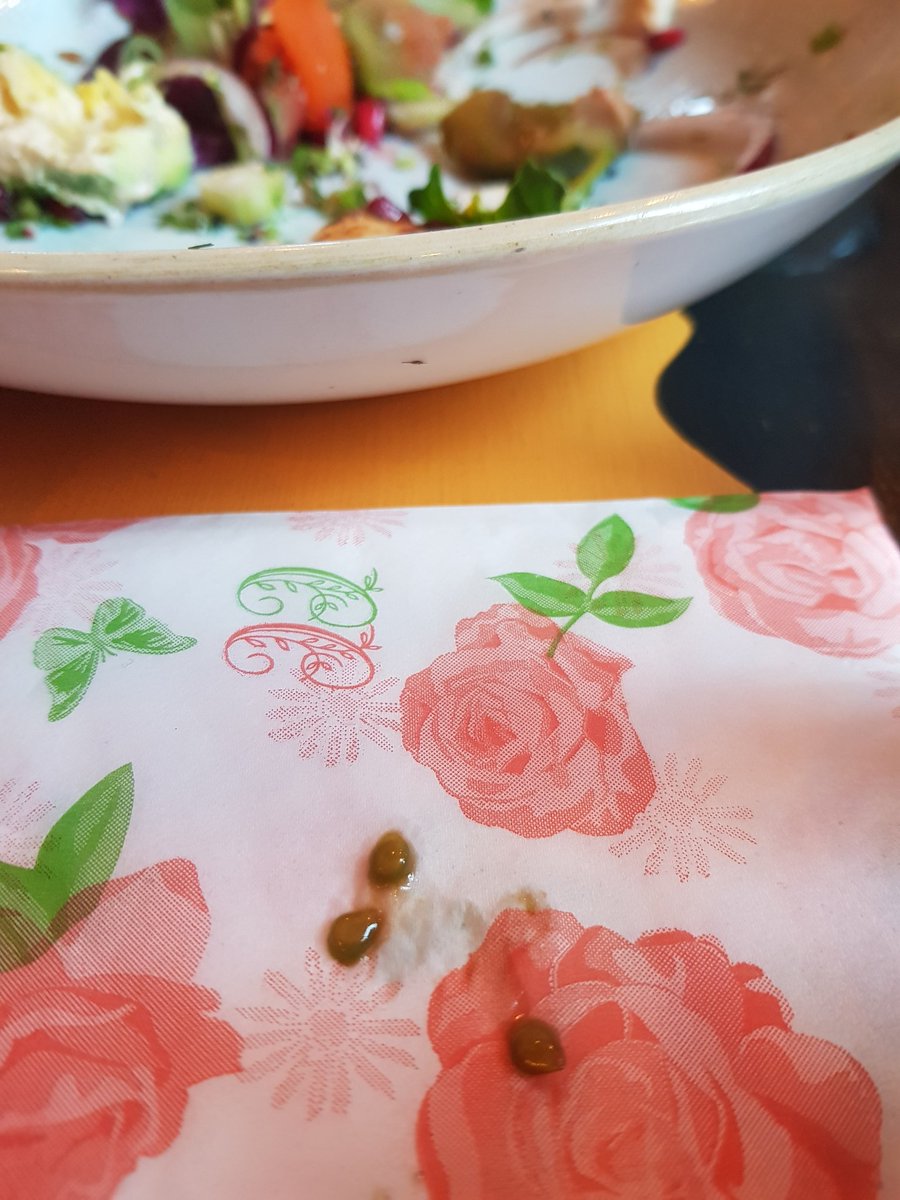 Must be lunch with plant scientist - harvesting seeds from their meal.