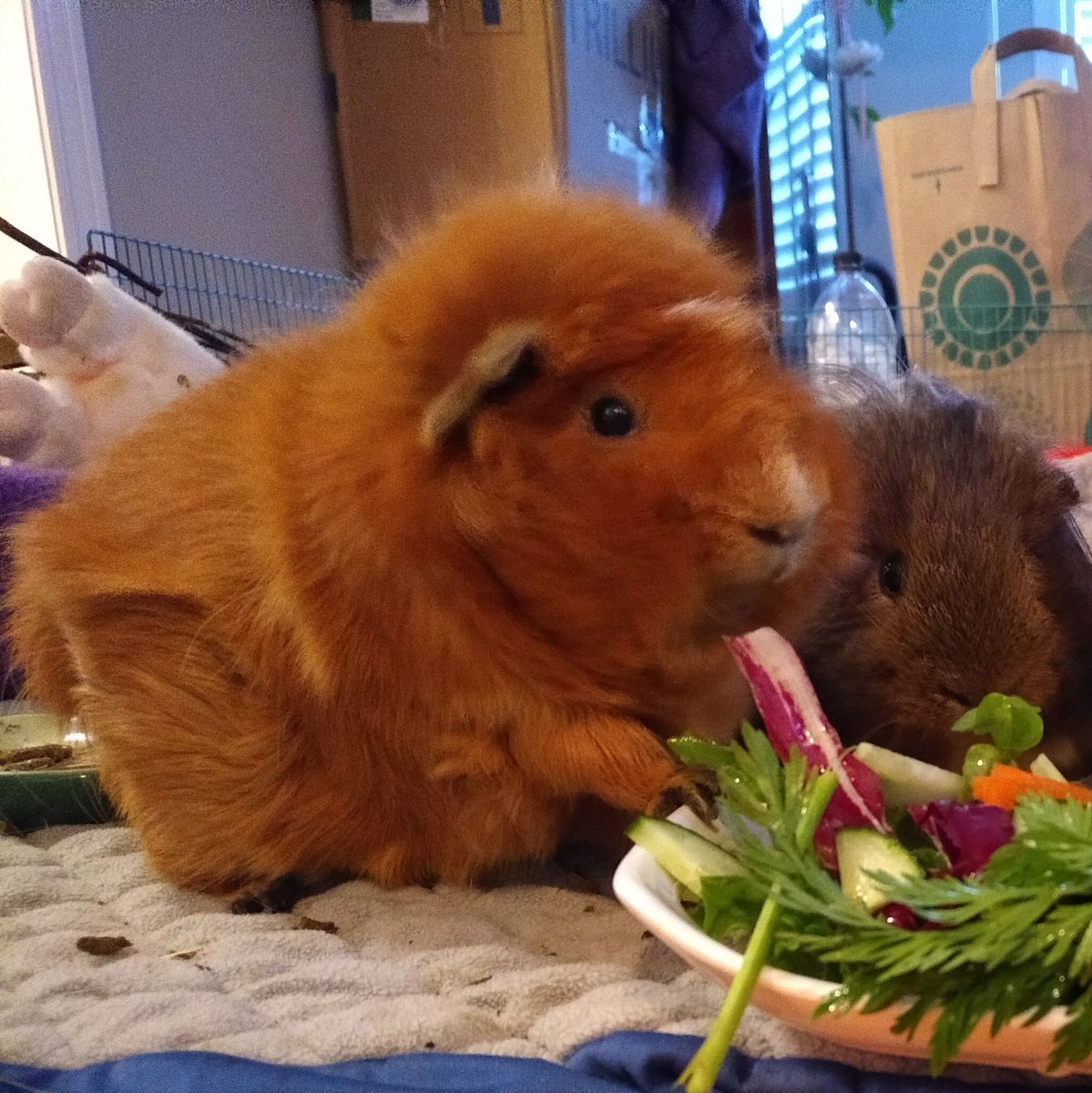 charlie_piggie's tweet photo. Red is all fluffy for #floofFriday ❤️😍 #RedLove #guineapig #friyay #cute #fluffy #maxFloof https://t.co/iP9eF2H5VP