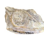 Photo by AfricanFossils (@AfricanFossils)