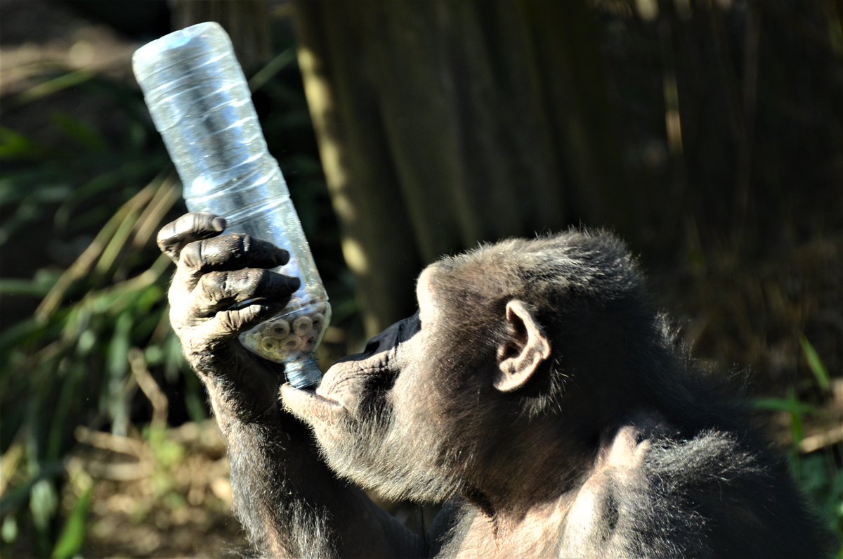 ShreejataGupta's tweet photo. #TGIF
#edinchimps #qafzeh #velu #frek #liberius https://t.co/a7A1iQY1BM