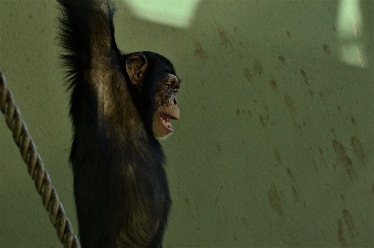 ShreejataGupta's tweet photo. #TGIF
#edinchimps #qafzeh #velu #frek #liberius https://t.co/a7A1iQY1BM