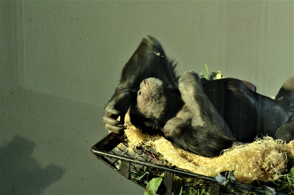 ShreejataGupta's tweet photo. #TGIF
#edinchimps #qafzeh #velu #frek #liberius https://t.co/a7A1iQY1BM