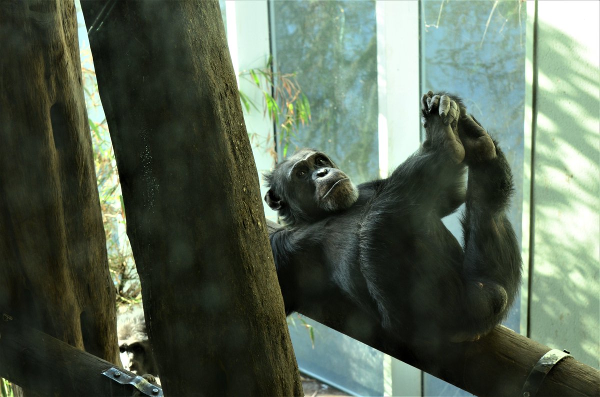 ShreejataGupta's tweet photo. #TGIF
#edinchimps #qafzeh #velu #frek #liberius https://t.co/a7A1iQY1BM