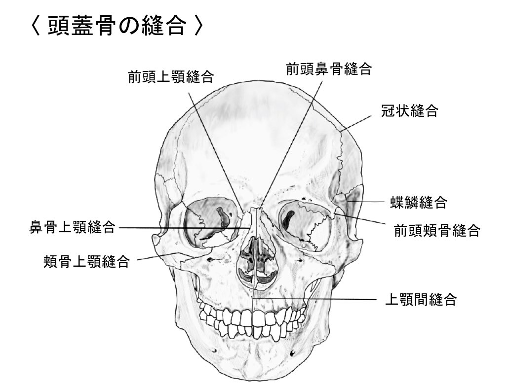 頭蓋縫合 Visual Anatomy 視覚解剖学