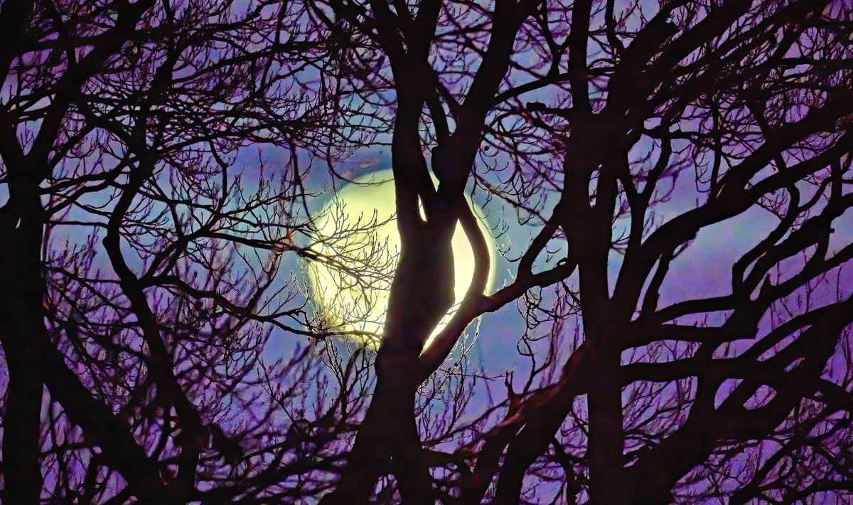 davidpackman's tweet image. Winter Moon...