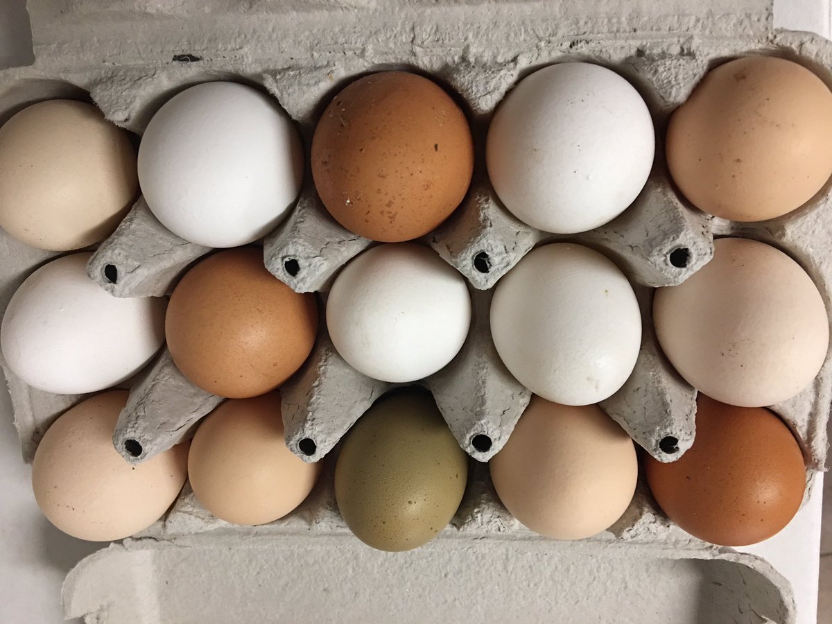#diversity The joy of fresh eggs 🙂