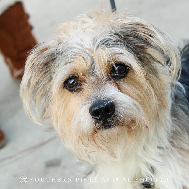 “The more you look, the more you’ll want him!” Cracker Jack will bring some sweet flavor to your life. He’s a spunky little guy who likes to walk with confidence and wants to see the world! He’s always looking for his next adventure and a friend to share it with. To take this das