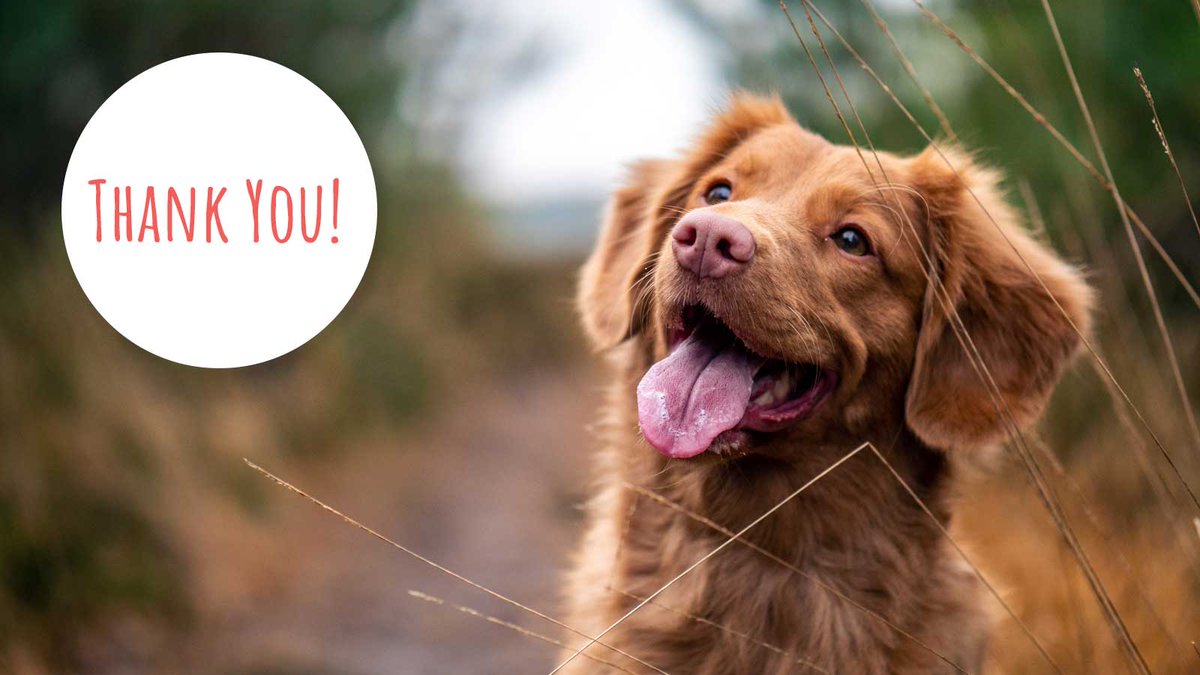debbidogs tweet picture
