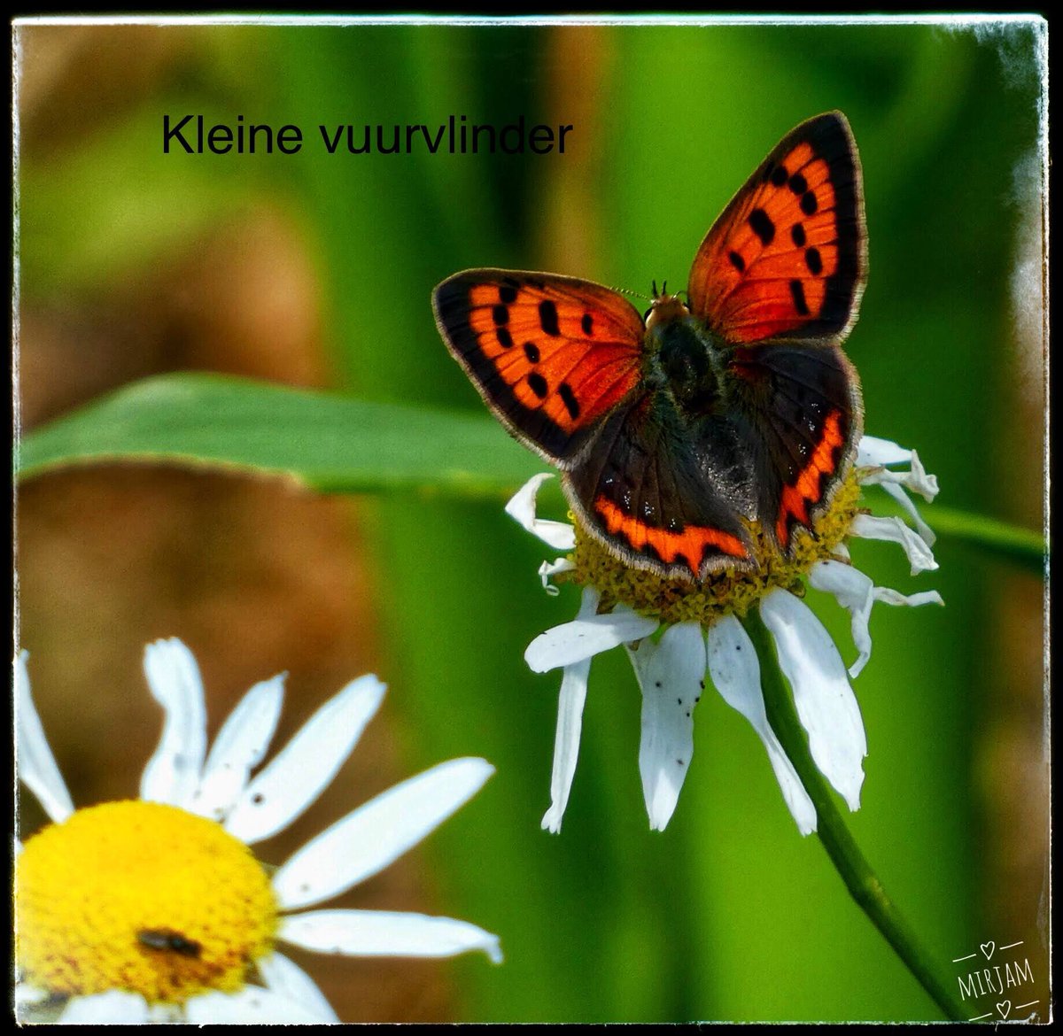 adriana57's tweet photo. Dag7/29 van #FebruaryButterflyMonth @europebutterfly #small_copper #kleine_vuurvlinder https://t.co/odUuzE9Vx9