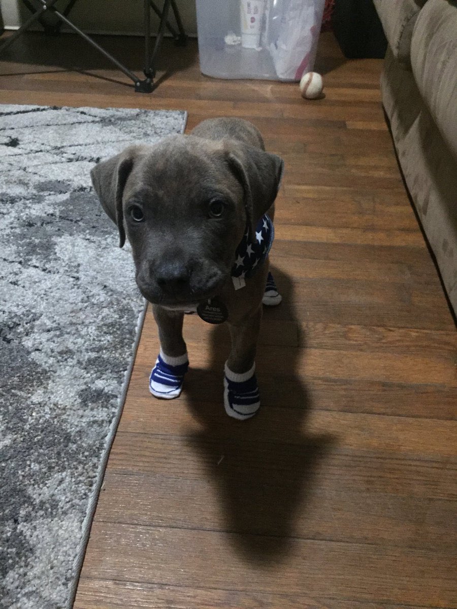 🐾 (@pitbulipics) on Twitter photo 