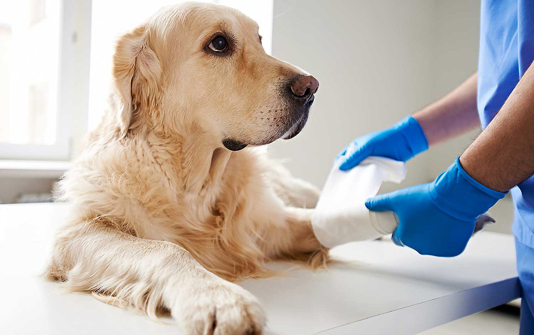 caesgatos's tweet photo. Novo tipo de implante facilita reparação de fraturas ósseas. I-loc acrescenta maior estabilidade ao membro danificado 🐶👩‍⚕ https://t.co/4w4lKcp1o9 #cãesegatos #pets #ortopedia #iloc #medicina #veterinária #saúde #animais https://t.co/qVedf1ZR7W